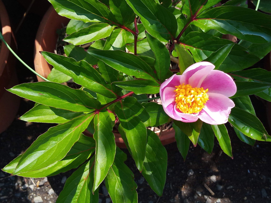 2020506　　　千葉県北西部M5.0