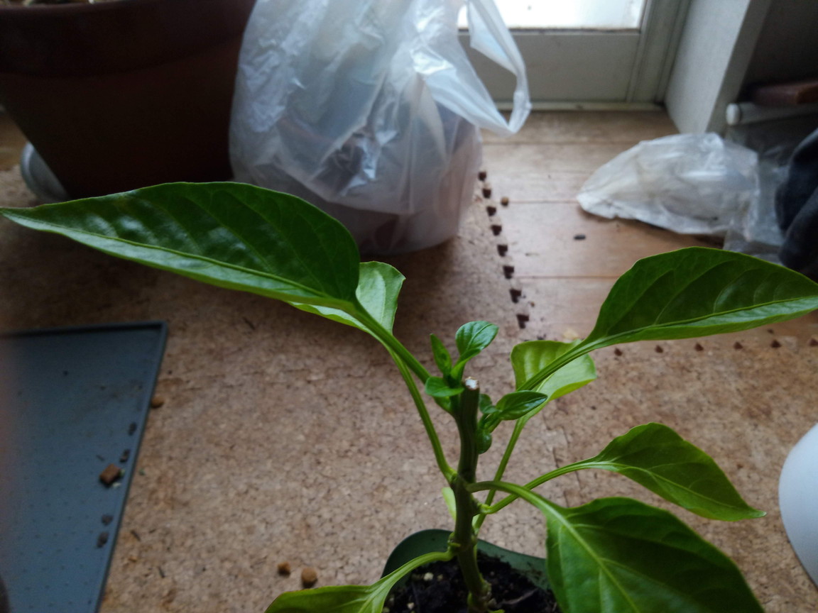 2020年5月11日（月）