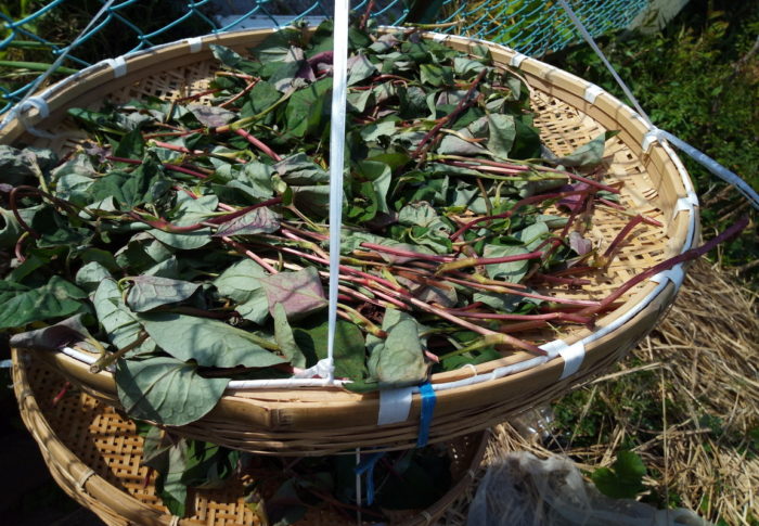 明日葉食べたの久し振りだなぁ　　　2020年5月15日（金）