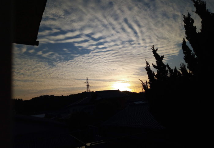 蚕豆ポポロを収穫しました！　　　2020年5月16日（土）