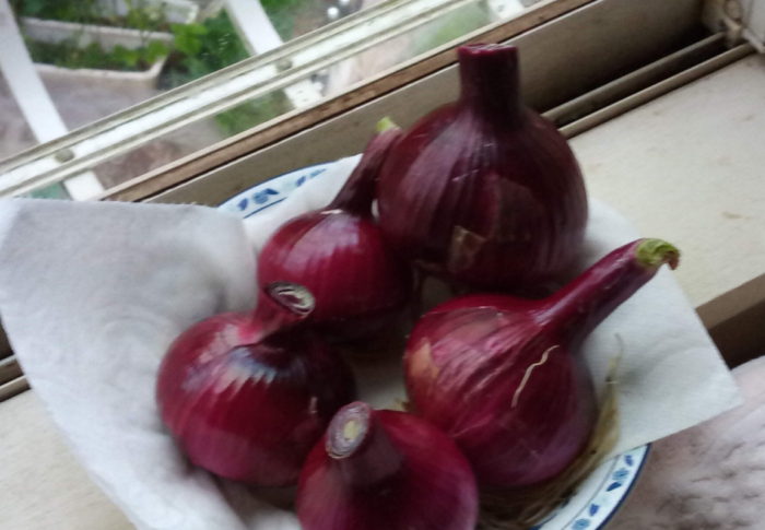 来週は晴れるかなぁ　　　2020年5月22日（金）