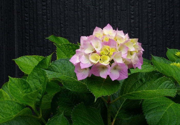 2020年6月2日（火）