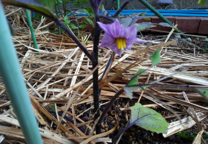 2日続きの霧　　　2020年6月4日（木）