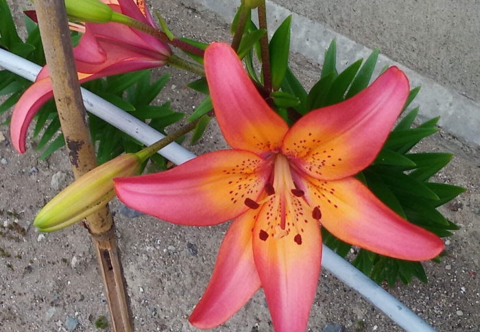 うめ、レーキーに捕まる　　　2020年6月7日(日）