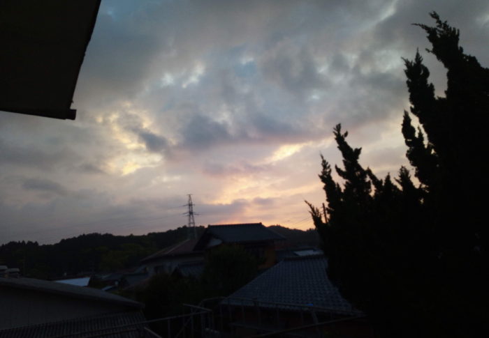 トラちゃん、何処行ってたのよ～！　　　2020年6月9日（火）