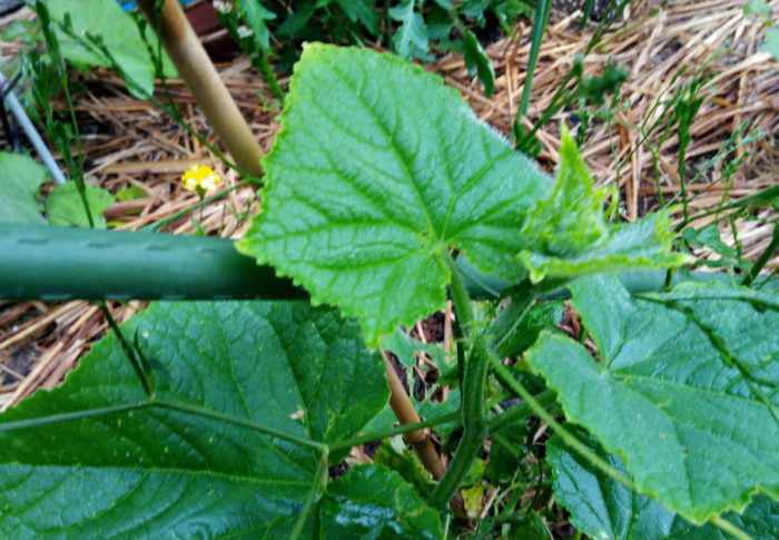 MF（月が最遠）　　　2020年6月15日（月）