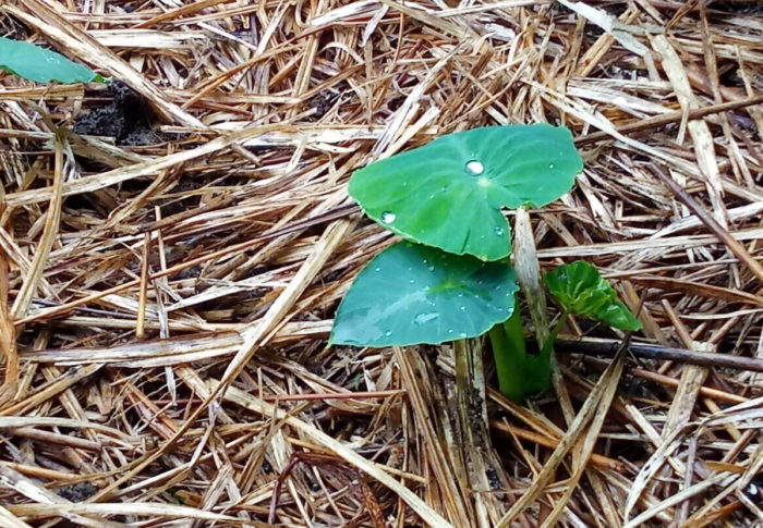 夜の猫トレーニング始まる　　　2020年6月20日（土）