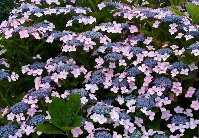 夏至・新月、地域によっては部分日食が見られます。　　　2020年6月21日（日）