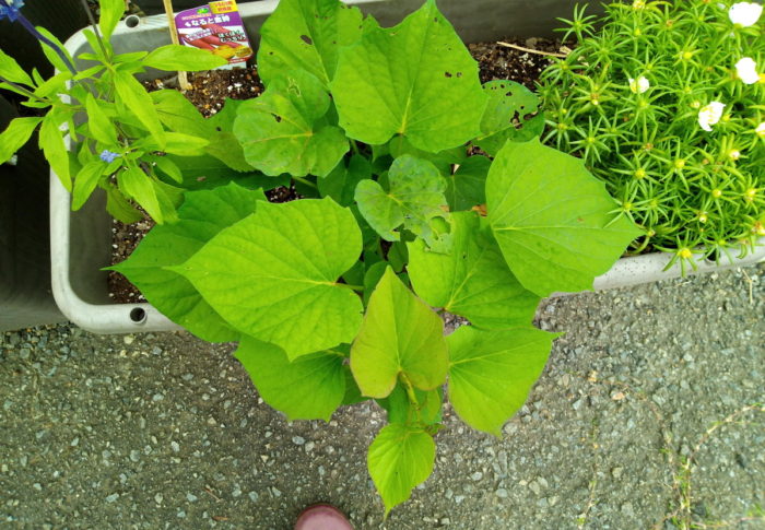 2020年7月1日（水）