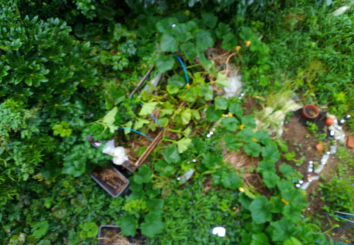 新カリカリとFLP　　2020年7月14日（火）