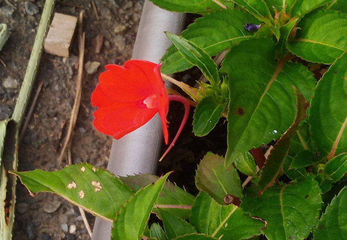 梅雨明けに期待膨らむ青い空　　　2020年7月19日（日）