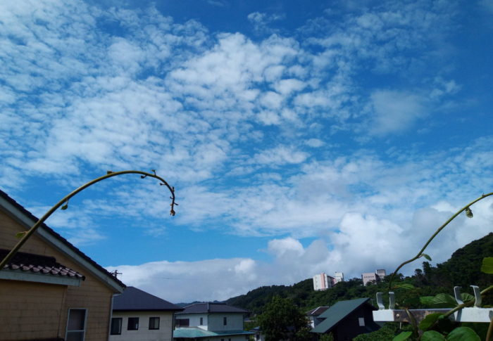 梅雨明け　　　2020年8月1日（土）