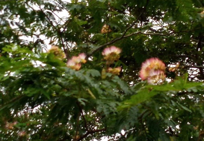 絹雲　　　2020年8月2日（日）