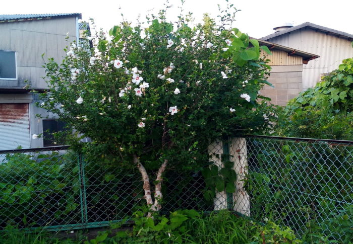 A  Happy Birthday! 　　　2020年8月6日（木）