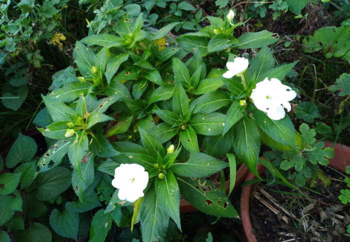 立秋　彗星近日点　　　2020年8月8日（土）