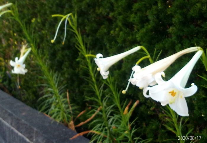 2020年8月18日（火）