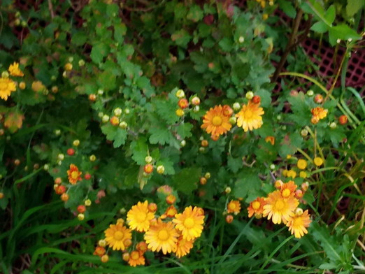 文化の日　　　2020年11月3日（火）