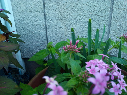 槿の剪定終了！！　　　2020年11月6日（金）