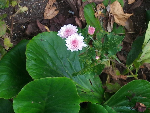 下弦の月　　　2020年11月8日（日）