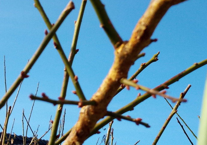 彗星金時点は連続です　　　2020年11月17日（火）