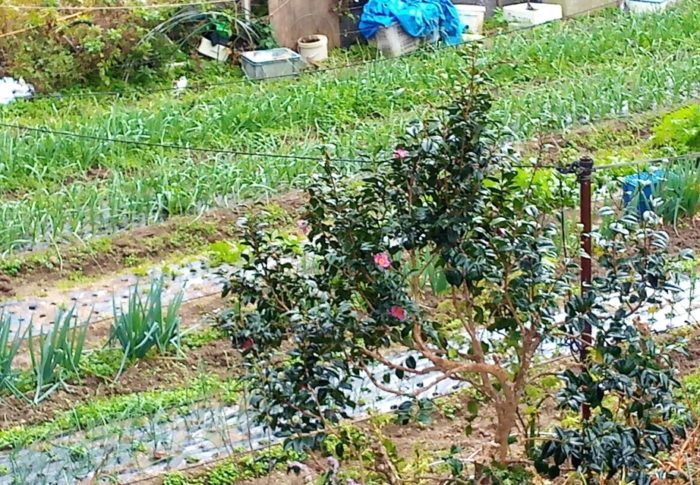 2020年12月10日（木）