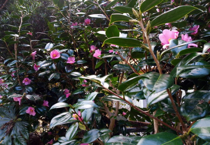 2020年12月12日（土）