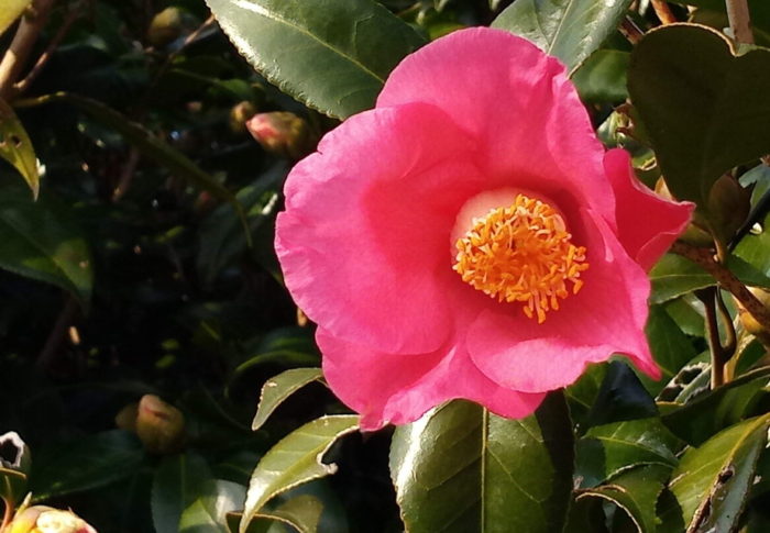 蒲鉾を注文したよ、伊達巻もね　　　2020年12月28日（月）