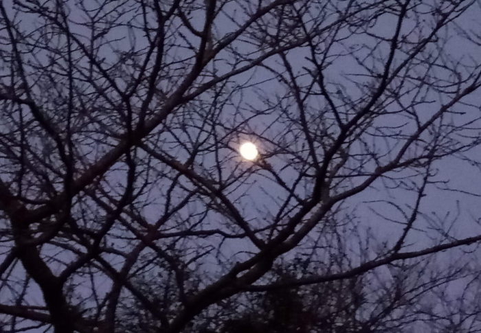 習近平氏、緊急手術　　　2020年12月29日（火）