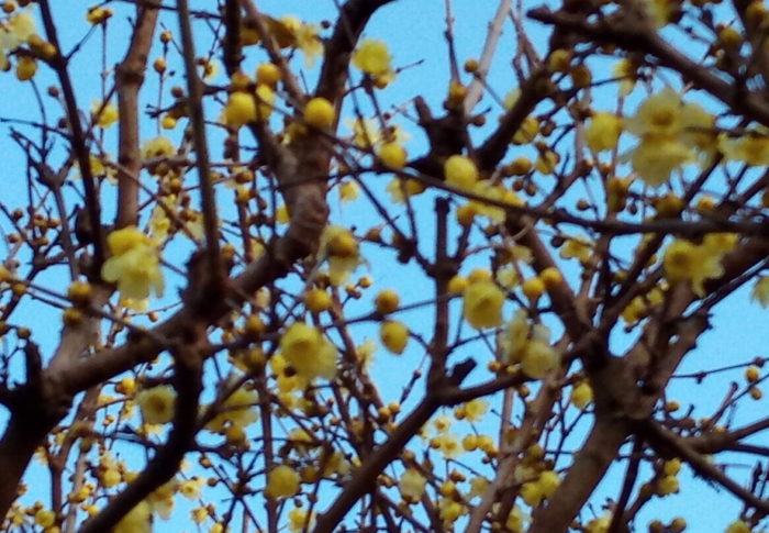 令和3年　　2021年1月8日（金）