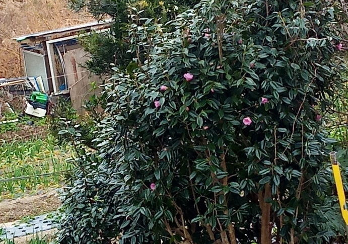 いよいよ今夜からか！？　　　　令和3年　　2021年1月18日（月）　