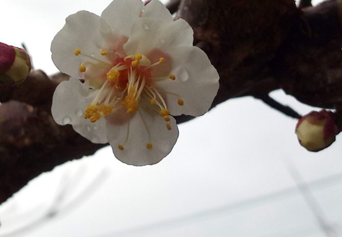 立春　　　令和3年　　2021年2月3日