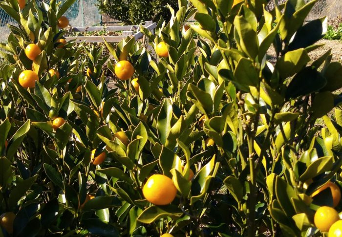 令和3年　　　2021年2月7日（日）