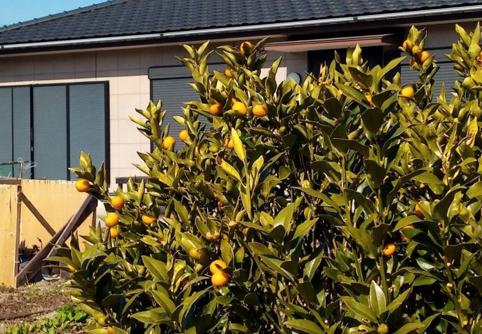 2が4個もあるね！　　令和3年　　2021年2月12日（金）