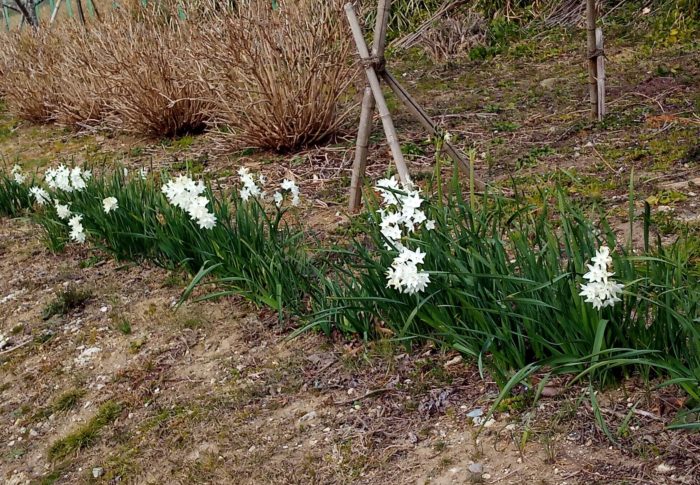 福島県沖M7.1（7.3に修正）　　夏蜜柑の剪定が終わったよ　　　令和3年　　2021年2月13日（土）