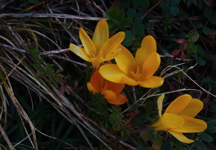 梅の花がヒラヒラ～…アッ、鶯の初鳴き！　　　　令和3年　　2021年2月14日（日）