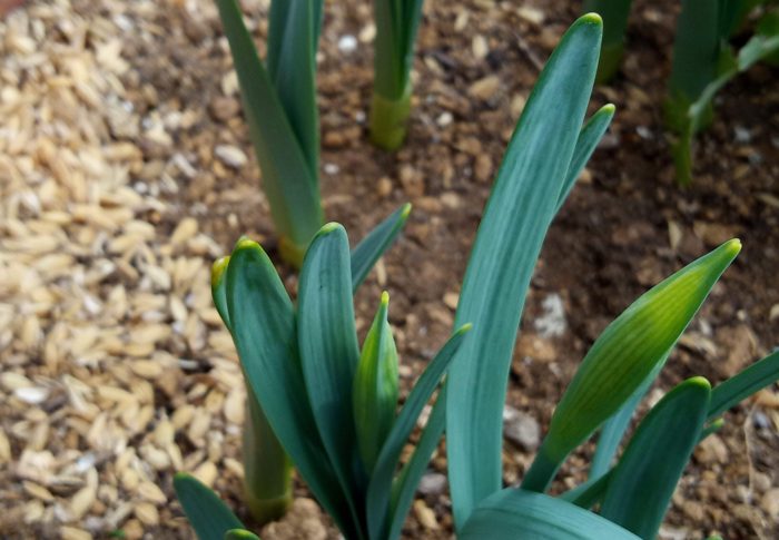 2個の彗星近日、低気圧は発達しますよね　　令和3年　　2021年2月15日（月）