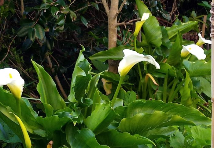 ネモフィラがドンドン開いている！早くない？