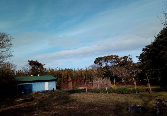 嵐が春を運んで来たよ～！！猫のカリカリの上げ方に光が差して来ましたよ