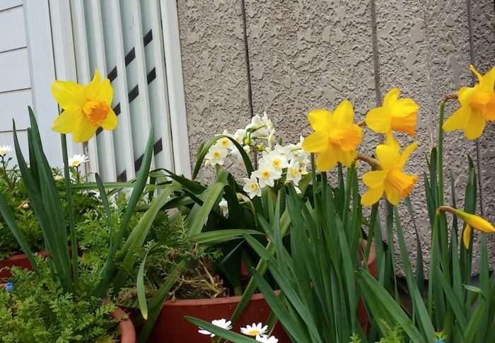 桜前線が動き出した！！