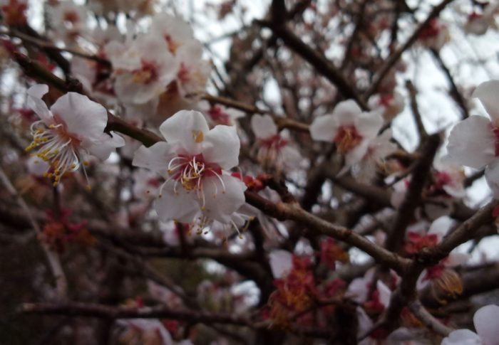 来ました！Emergency Alert 緊急放送が全米でテストです！！