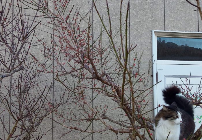 昨日は無かったよ！？蕗の薹が沢山！