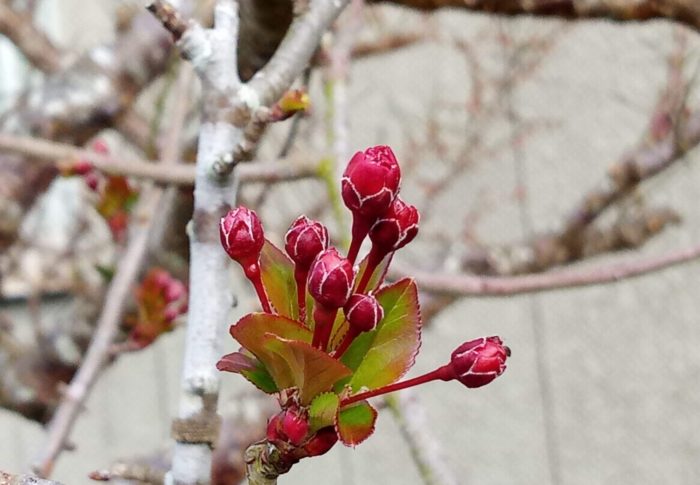 鶯の歌で朝は始まるよ