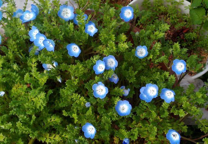 晴れた！晴れた！