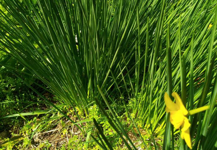 蛙が鳴いて、雷が来たヨ