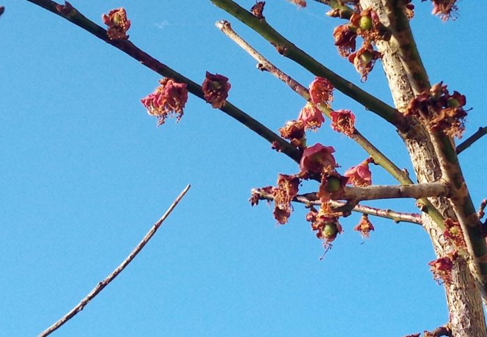 地球ってこういう星だったのか…