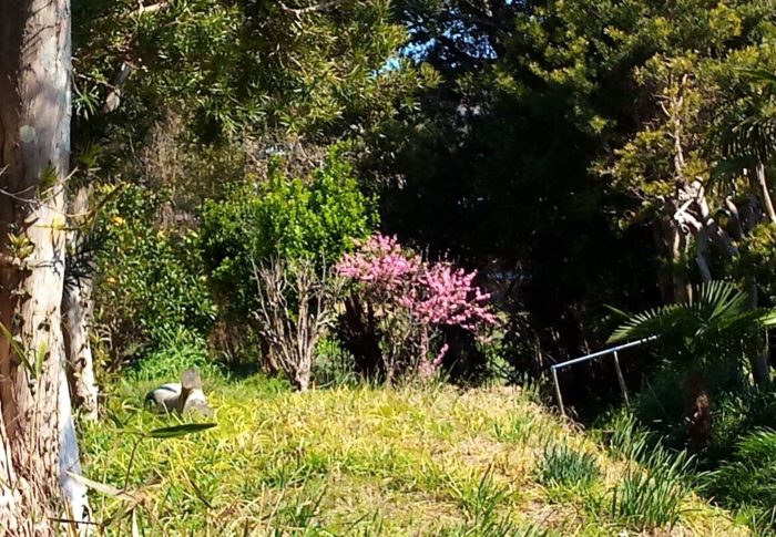 生命力にあふれた紅八朔が旨い！　旬とは凄いね