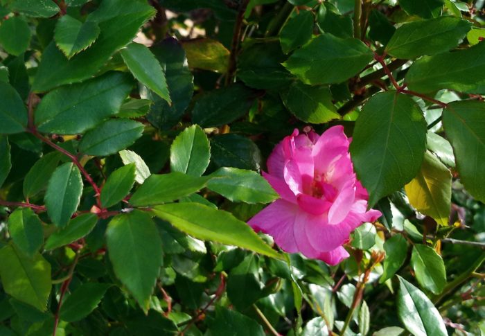 128号沿いの、私の好きなバラが咲き始めました。いつもより早い？