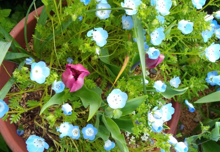 キャンザスプラウドってこんな色なの