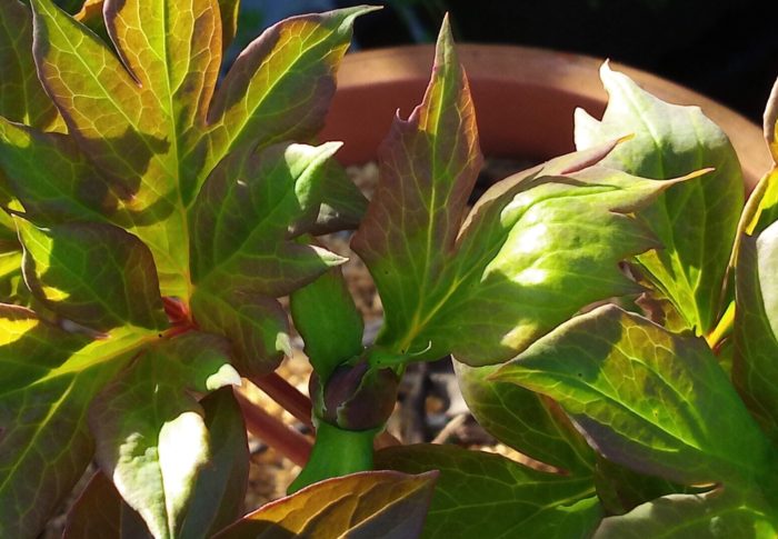 いつの間に蕾を着けた？オリエンタルゴールドさん！