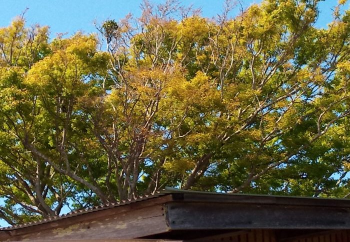 混じりけの無い黄緑、青っぽい緑、紫色っぽい緑、欅の緑は赤茶色が入ってる　